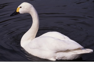 Хун (Гунгар хун)